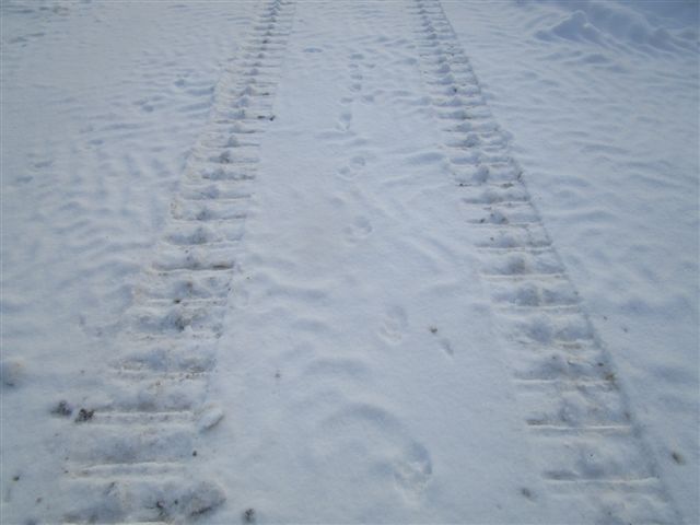 TRACKS